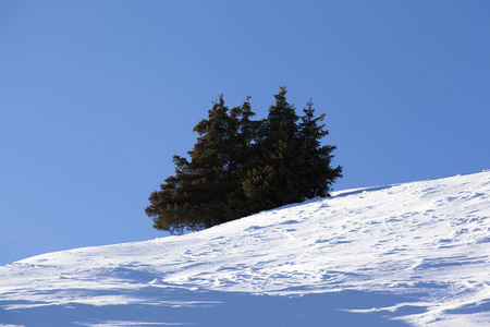 在阿尔卑斯山上, 一棵树和一个被雪覆盖的风景的美丽景色