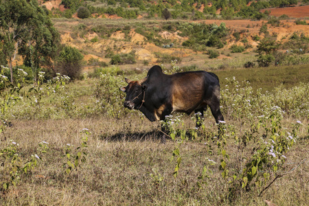 缅甸缅甸在草甸掸邦放牧的缅甸牛照片