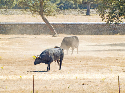 勇敢的公牛在夏季放牧的西班牙