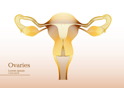 抽象的黄色插图的解剖卵巢