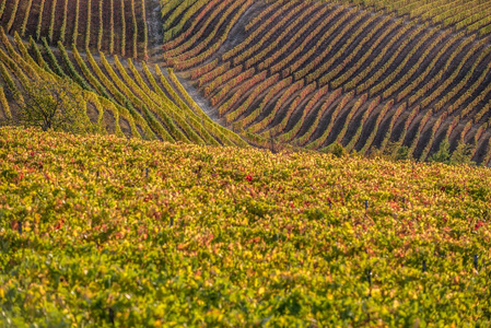 在意大利北部秋季全 langhe 地区葡萄园