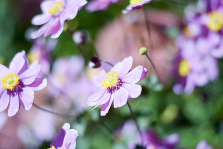 花园中的紫锥菊花