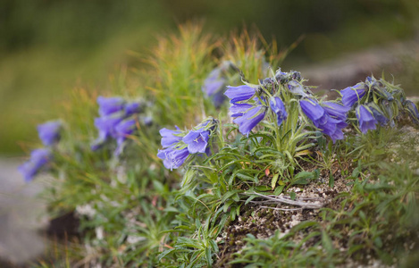 野山的花