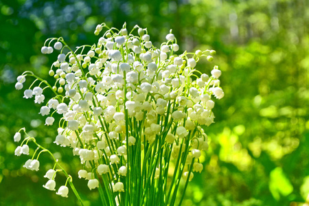 春天的风景。花百合的山谷