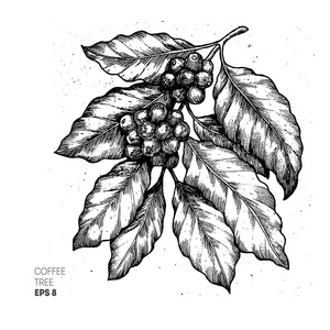 咖啡树插图.雕刻的风格的插图.复古咖啡.矢量图照片
