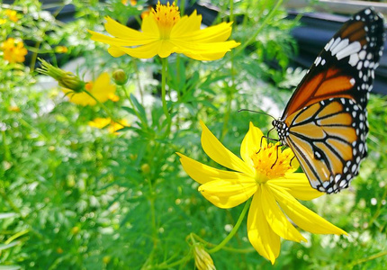 一只帝王蝴蝶栖息在花园里一朵黄色的花上