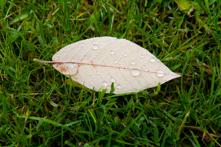 一片雨滴的叶子躺在绿草里