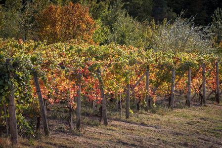 在意大利北部秋季全 langhe 地区葡萄园