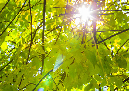 太阳的光叶图片
