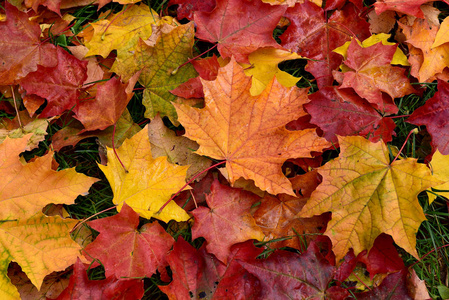 秋天。多彩多姿的落叶