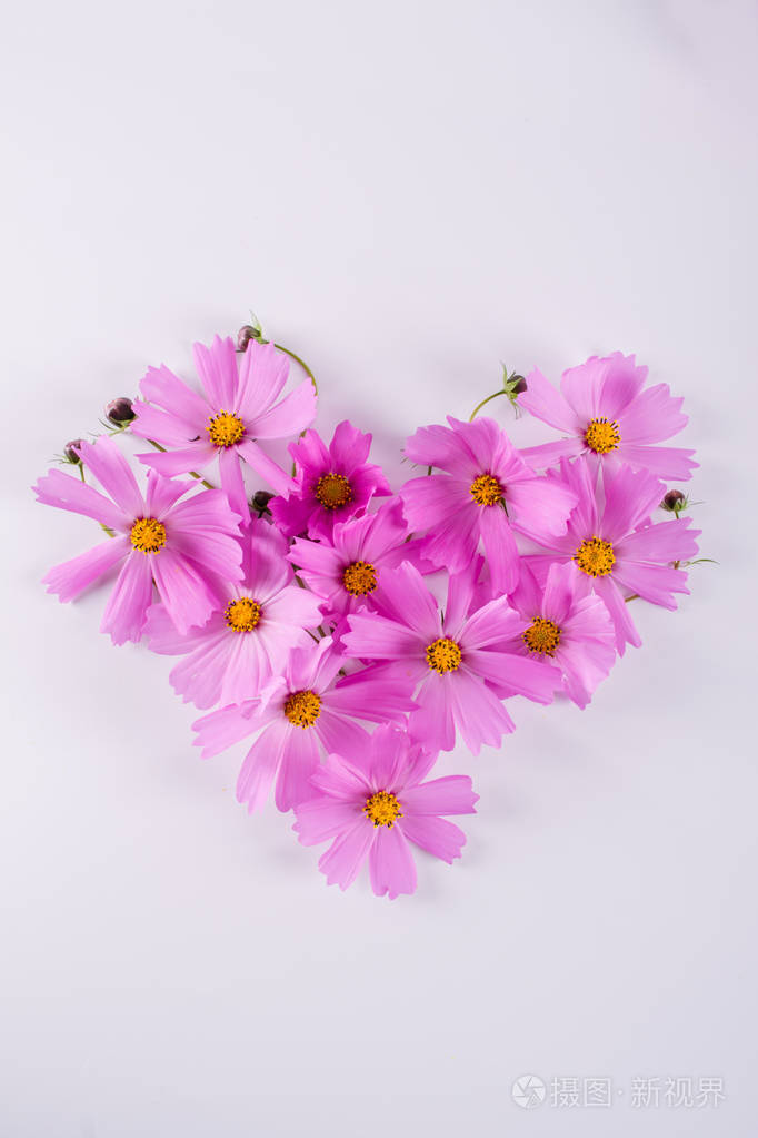 桃红色宇宙花的心脏形状