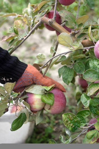收获的苹果在果园里。手拉苹果从分支机构。乡村风格，选择性焦点