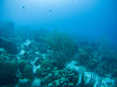 珊瑚生活加勒比海洋水下