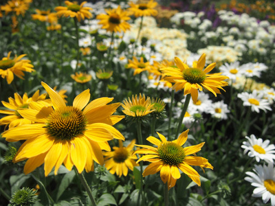 洋甘菊白色和黄色的花照片