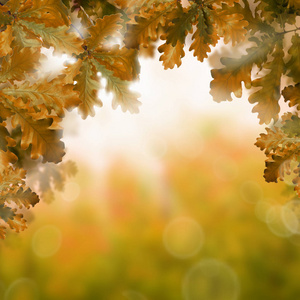 秋季背景与秋天橡树叶和抽象的闪光