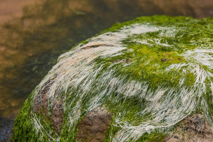活石长绿藻图片