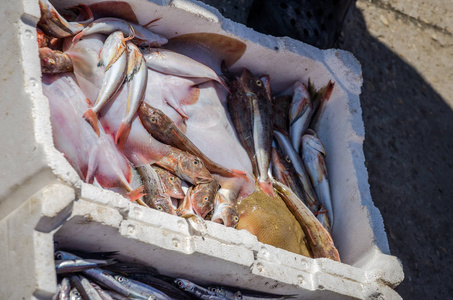 菲乌米奇诺港口，渔民卖新鲜的鱼市场抓鱼 章鱼 虾 malyusks 牡蛎