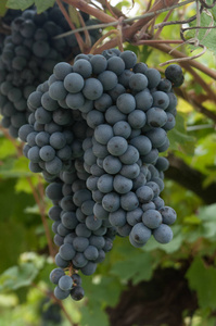 串葡萄生产葡萄酒
