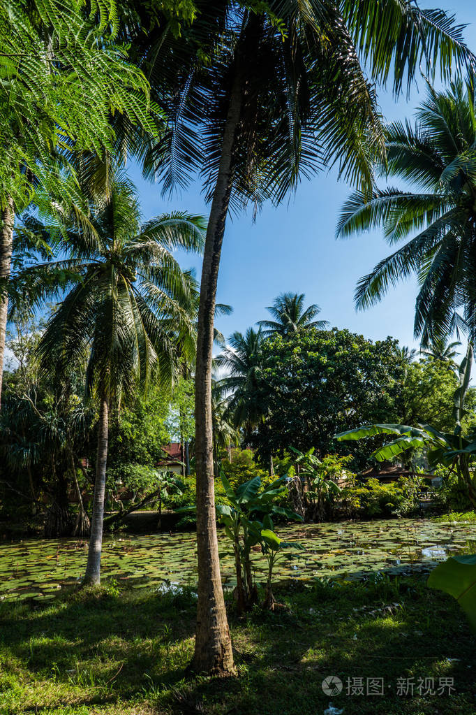 棕榈树和小池塘