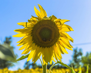 向日葵的充满活力的黄色和橙色照片照片