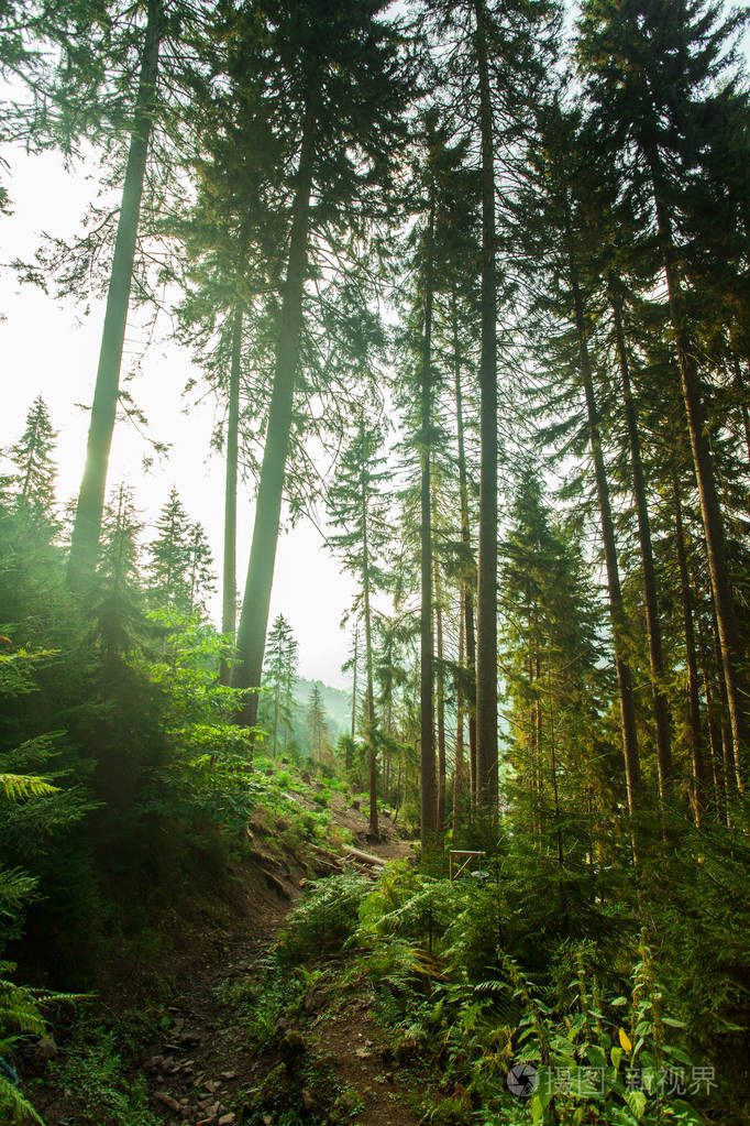 在春天的松树林