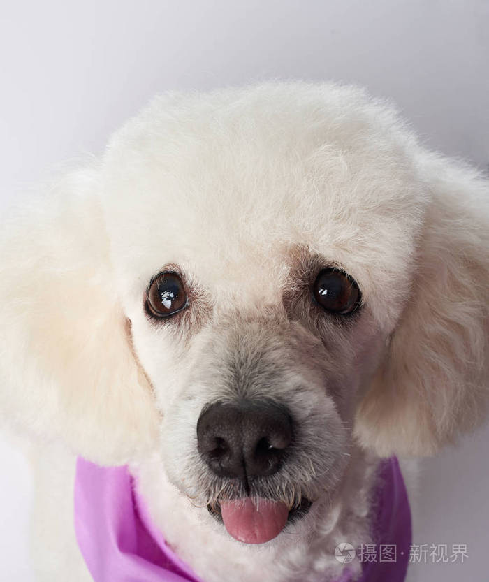 有趣的白色贵宾狗头