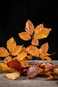 老宏碁叶子图片