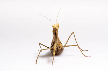 游荡小提琴螳螂,gongylus gongylodes,在白色背景前照片
