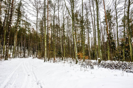 冬天森林的风景, 在雪中的路径在松树之间