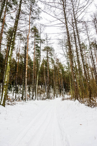 冬天森林的风景, 在雪中的路径在树之间没有叶子