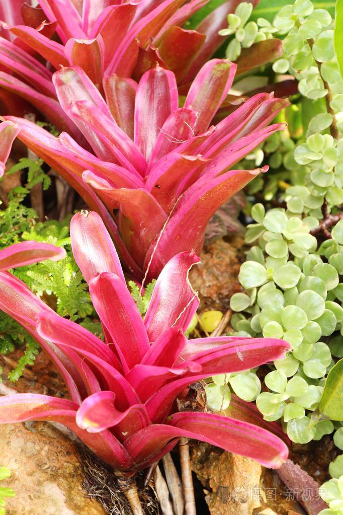 凤梨花在庭院与自然