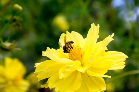 蜜蜂在黄色的花朵上飞翔