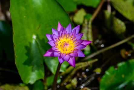 美丽的睡莲或莲花花