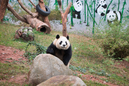 在动物园里的熊猫