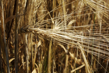 麦田里的小麦背景