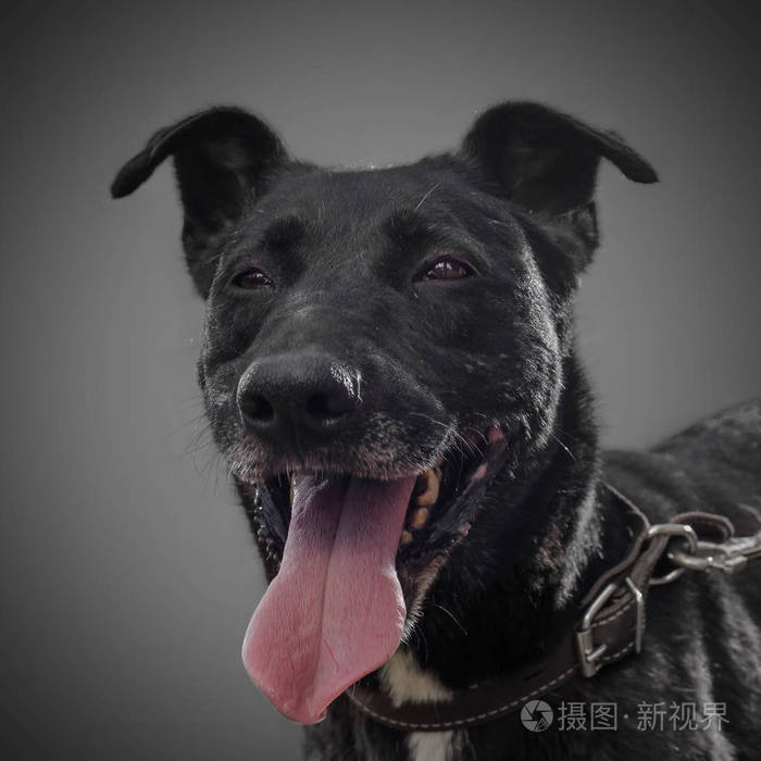 可爱微笑黑色狗 2018年的象征