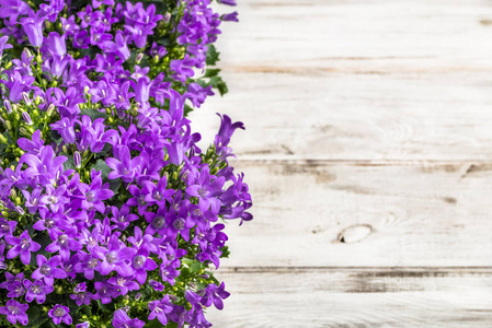 木制背景的春天花, 紫色的风铃花束