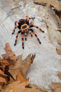 Birdeater 蜘蛛蛛 Brachypelma smithi