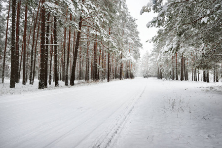 未铺砌的冬天森林路