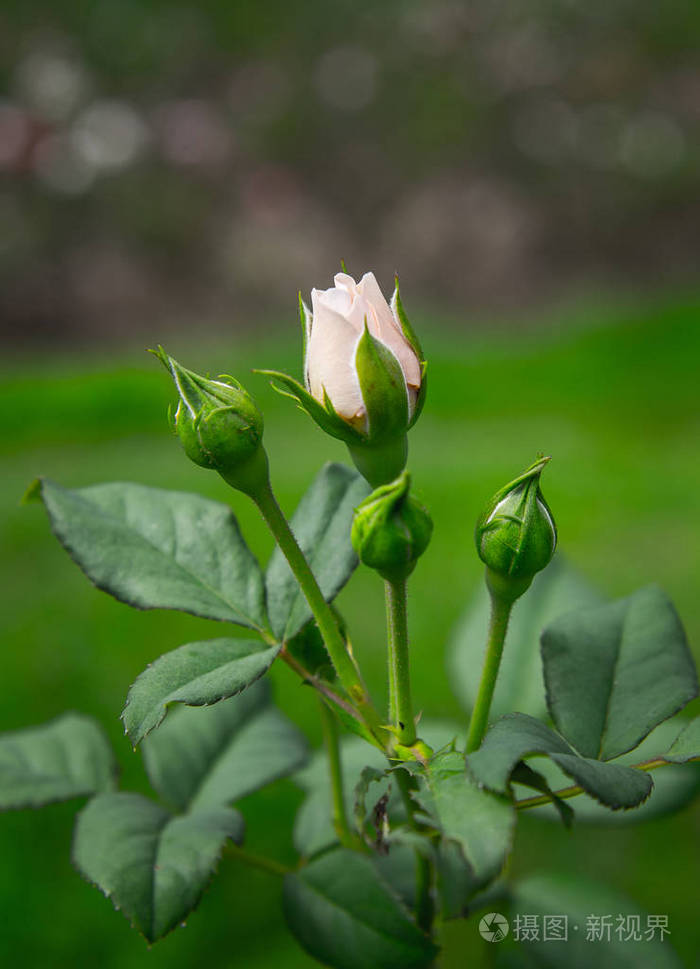 美丽的粉红色玫瑰花盛开在花园的绿色背景