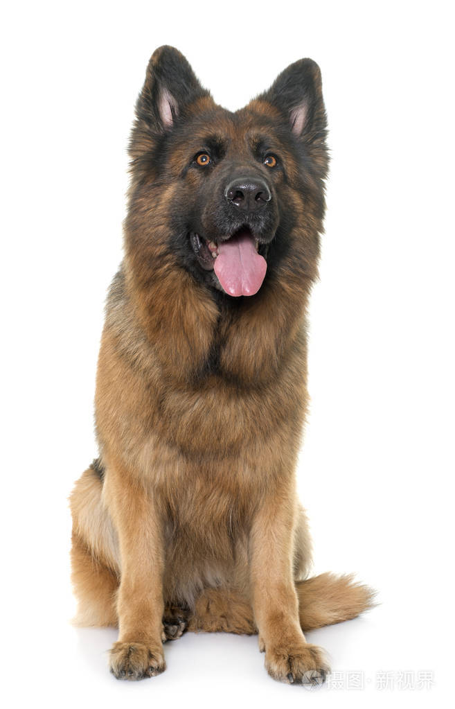 成人的德国牧羊犬