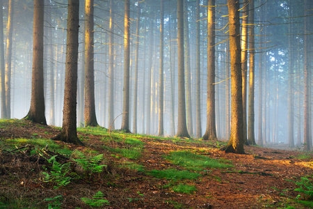 雾 misterious 森林中的太阳光线