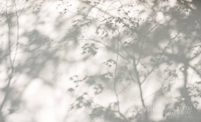 树叶影墙自然抽象背景