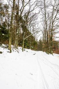 冬天森林的风景, 在雪中的路径在树之间没有叶子