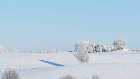 在被雪覆盖的田野上的孤独的桦树