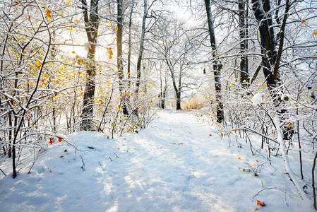 冬日森林里的雪路