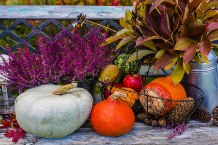 南瓜和秋的收获和秋天装饰在花园里