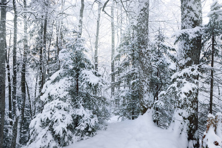 冬季仙境，在白雪皑皑的森林