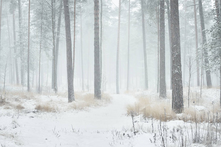 在白雪皑皑的松林冬季仙境图片