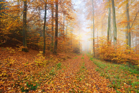 神秘的晨雾中秋天的树林